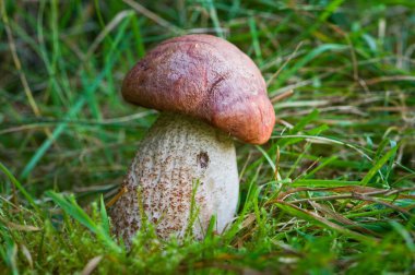 Çek Cumhuriyeti 'nde sonbahar ışığında çimenlerin ve düşen yaprakların arasında büyüyen kırmızı başlıklı Scaber Stalk (Leccinum aurantiacum), yaygın mantar türü