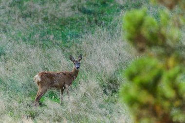 Avrupa yumurtası geyiği (Capreolus capreolus) uzun otlar üzerinde alarmda