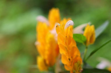 Pachystachys lutea (Altın Karides Bitkisi veya lolipop Bitkisi olarak da bilinir), tropikal, yumuşak saplı, her daim yeşil renkli, uzun, boru şeklinde taç yaprakları yumuşak ve yeşil arka planda duran parlak sarı bir çalılıktır..