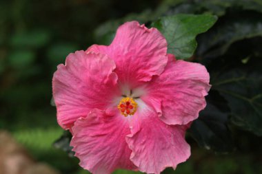Dalgalı taç yaprakları ve daha koyu pembe bir merkezi olan güzel pembe bir amber çiçeği. Çiçek arka plandaki koyu yeşil yapraklara karşı duruyor..