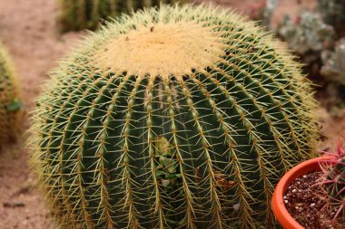 Keskin dikenlerle kaplı büyük, yuvarlak, altın varil bir kaktüs. Köşesinde başka bir kaktüsün olduğu küçük bir terracotta tenceresi kısmen görülebilir..