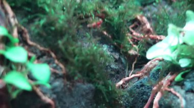 Bir çift cam yayın balığı (Kriptopterus vitreolus) yeşil su bitkileri ve sürüklenen dallarla dolu bir tankta yüzer. Şeffaf vücutları onları arka planda neredeyse görünmez yapıyor..