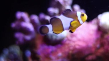 Mercan yakınlarında yüzen palyaço balığının yakın çekimi. Balık belirgin turuncu, beyaz ve siyah işaretleriyle odak noktasında, parlak arkaplan tarafından vurgulanmıştır..