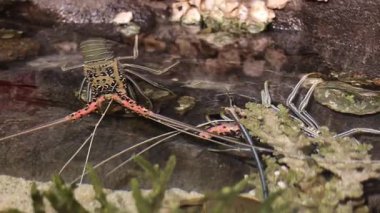Panulirus versicolor, Hindistan-Pasifik yeşil su bitkilerinde tropikal resiflerde yaşayan dikenli ıstakoz türüdür..
