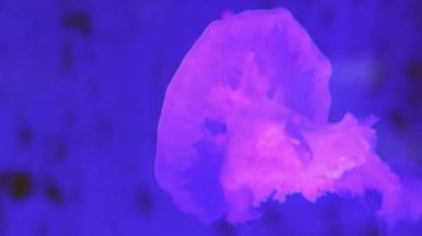 İki denizanasının yakın çekimi. Biri koyu kırmızı, diğeri mavi ışıklı bir tankta yüzen parlak pembe. Narin, akışkan formları, karanlık arka planla tezat oluşturuyor..