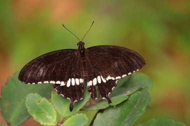 Papilio polytes, kırlangıç kelebeğin yaygın bir türüdür ve Asya 'da yaygın olarak bulunur. Yeşil bir yaprağın üzerinde dinlenen siyah ve beyaz bir kelebek. Kanatları genişçe açılır ve kenarları boyunca ince beyaz işaretler gösterir.