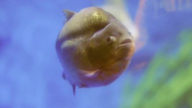 Parlak Gümüş Pullu ve Akvaryum Suyunda Yüzen Keskin Yüzgeçli Bir Piranha 'nın Yakın Çekimi