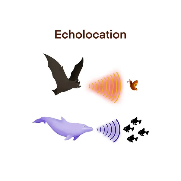 illustration of biology, echolocation in bats and dolphins, Dolphins and bats hunt their prey by making high pitched sounds and listening for echoes, Echolocation in Bats and Dolphins