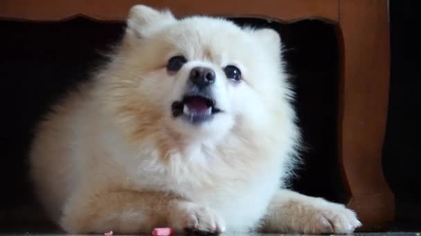 Pomeranian Está Comiendo Comida Pomeranian Spitz Está Comiendo Lindo Peludo — Vídeo de stock