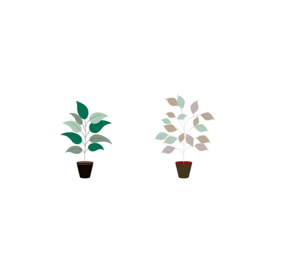 Die Topfpflanze Zitterte Und Die Blätter Fielen Blätter Fielen Oder — Stockfoto