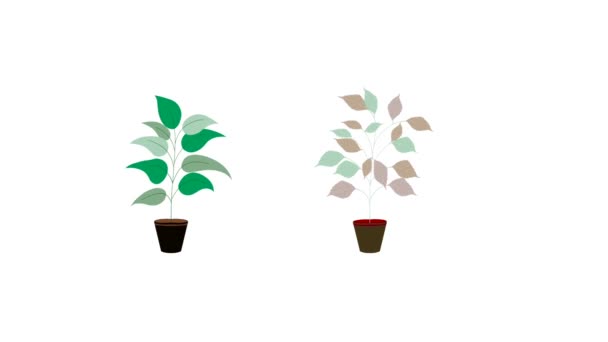 Potplant Trilde Bladeren Vielen Bladeren Vielen Vielen Uit Plant Naast — Stockvideo