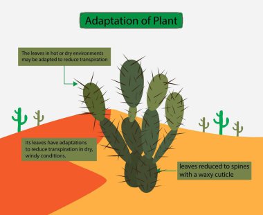 Biyoloji, bitki adaptasyonu, Kaktüs 'ün su salınımını azaltacak yaprakları yok, dikenler su kaybını azaltmaya yardımcı oluyor,