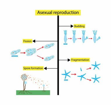 Biyoloji, Cinsel ve Cinsel Üreme Arasındaki Farklılıkların Bilimsel Tasarımı, Aseksüel vs cinsel hücresel üreme türleri karşılaştırma şeması, Aseksüel üreme