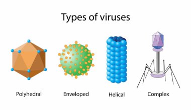 Biyoloji, virüs türleri, virüs türleri, virüslerin genetik materyal, zarf yapısı gibi çeşitli faktörlere göre sınıflandırılması anlamına gelir.