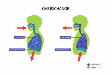Biyolojinin, insan gazı değişim sisteminin, oksijenin akciğerden kalbe geçişinin, nefes alırken ve verirken akciğerlerin genişlemesinin ve daralmasının, oksijen alışverişinin akciğerlerden kan dolaşımına geçişinin örnekleri.