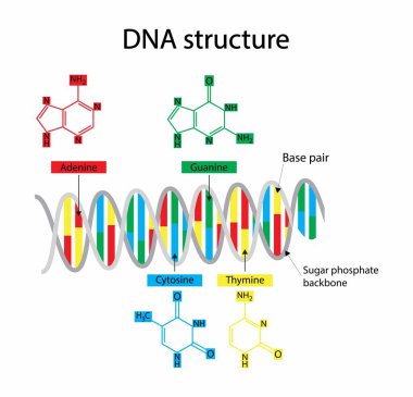 Biyolojinin gösterimi, DNA yapısı hidrojen bağları, adenin, timin, guanin, sitozin olmak üzere dört azot baz tarafından bir arada tutulan iki nükleotid ipliğinden oluşur.