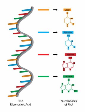 Biyolojinin gösterimi, Ribonükleik asit RNA 'nın nükleobazları adenin, guanin, sitozin, urasil olmak üzere çeşitli hücre bazlarında bulunan bir moleküldür.,