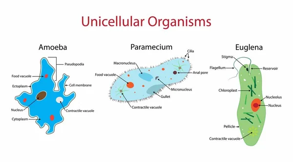 单细胞生物是由单个细胞组成的活生物体 它是由Amoeba Paramecium和Euglena的解剖 分子进化等组成的 — 图库矢量图片