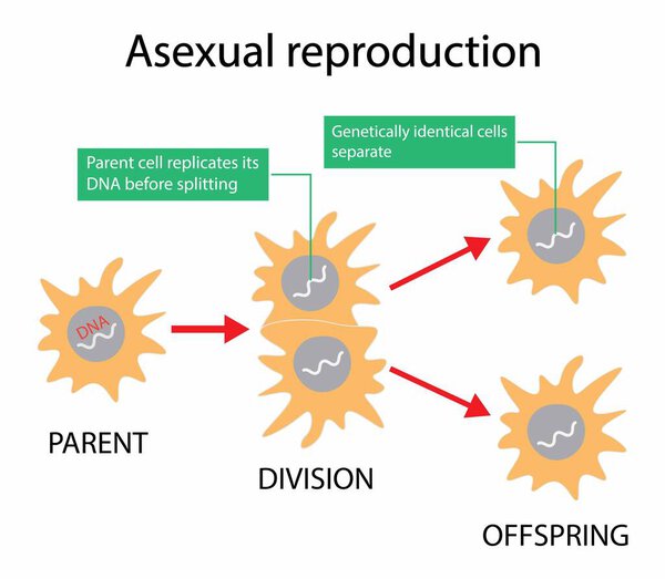 illustration of biology, Asexual reproduction, binary fission in amoeba, Binary fission in Euglena. Vector educational illustration. Reproduction