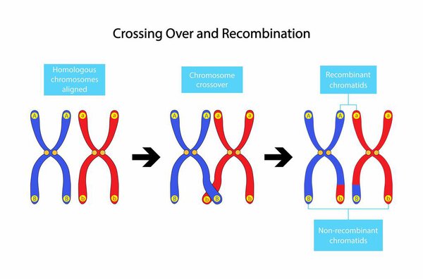 illustration of biology, Crossing over and recombination, Genetic recombination happens as a result of the separation of genes that occurs during gamete formation in meiosis, Chromosome Structure