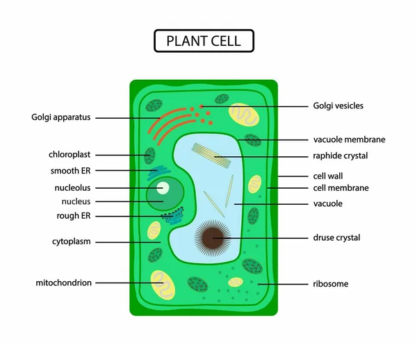 Illustration Der Biologie Anatomie Der Pflanzenzelle Struktur Der Pflanzenzelle Querschnitt — Stockvektor