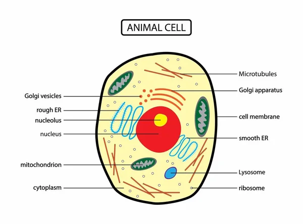 生物学のイラスト 動物細胞の解剖学 細胞膜核核液胞リソソームリボソームゴルジ体細胞質を含むすべての部分を持つ動物細胞解剖学的構造 — ストックベクタ