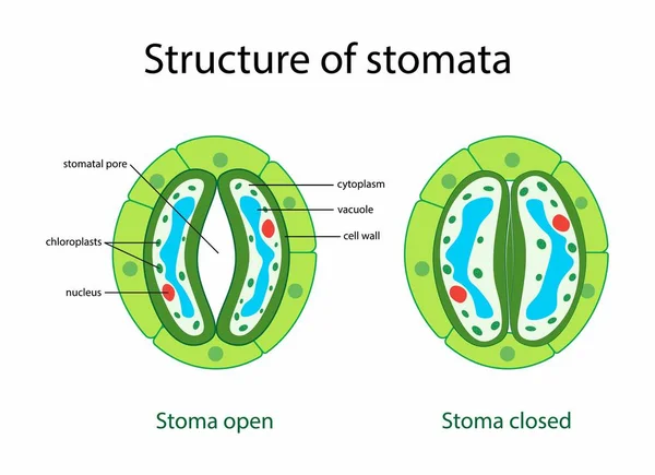 生物图解 Stomata开放和封闭载体图解 标记教育方案 有开放和封闭气孔气孔的气孔复合体结构 气孔结构 — 图库矢量图片