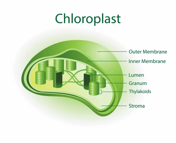 Chloroplast นออร แกเนลล งเคราะห คลอโรฟ บแสงแดดและแปลงเป นพล งงานท ประโยชน — ภาพเวกเตอร์สต็อก