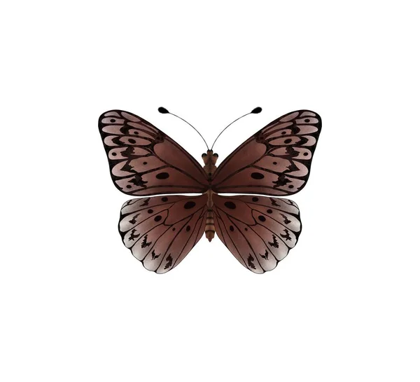 Skrzydła Motylkowe Górę Dół Pięknie Pięknie Trzepoczący Motyl Skrzydła Motylkowe — Zdjęcie stockowe