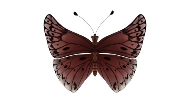 Alas Aleta Mariposa Arriba Abajo Maravillosamente Bellamente Revoloteando Mariposa Alas — Vídeos de Stock