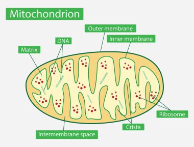 illustration of biology, Mitochondria, Cross-section view, Structure of mitochondrion, mitochondria is an organelle found in the cells of most eukaryotes, animals, plants and fungi clipart