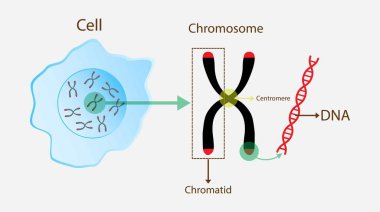 Biyoloji, kromozom ve DNA yapısının gösterimi, kromozom proteinden ve ebeveynlerden yavrulara geçen tek bir deoksiribonükleik asit molekülünden oluşur.
