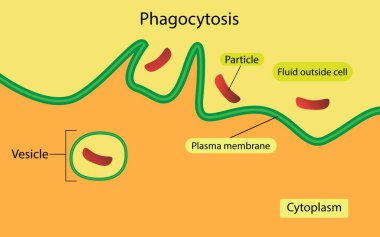 Biyolojinin gösterimi, Phagocytosis bir hücrenin plazma zarını kullanarak büyük bir parçacığı, endocytosis tipini içine çekmesi sürecidir.