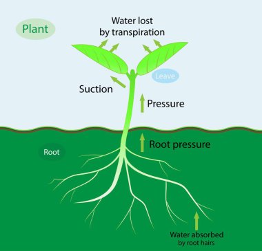 Biyolojinin gösterimi, dönüşümle kaybolan su bitkilerdeki dönüşüm aşamaları. Kökler topraktan suyu emer, kökten yapraklara dolaşır, yaprakların yüzeyinde buharlaşır.