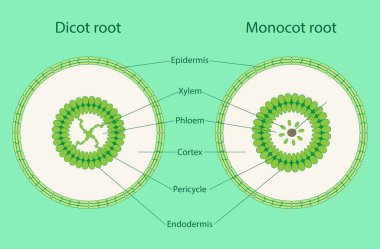 Biyoloji, Monocot sapı, Dicot sapı, dicot sapları trikomu, monocot sapları, trikomu, phloem ve xylem 'i yoktur.