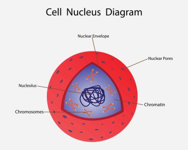 Biyoloji, hücre çekirdeği şeması, hayvan hücre anatomik yapısı, kromatin ve kromozom içeren hücre çekirdeklerinin organizasyonları.