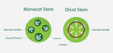 Biyoloji, Monocot sapı, Dicot sapı, dicot sapları trikomu, monocot sapları, trikomu, phloem ve xylem 'i yoktur.