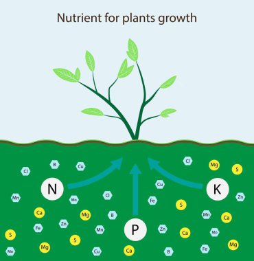 Kimyanın ve biyolojinin gösterimi, bitkilerin büyümesi için besin maddesi, bitki ve toprak yaşamında mineral minerallerinin minerali, mineral besinleri, biyokimya