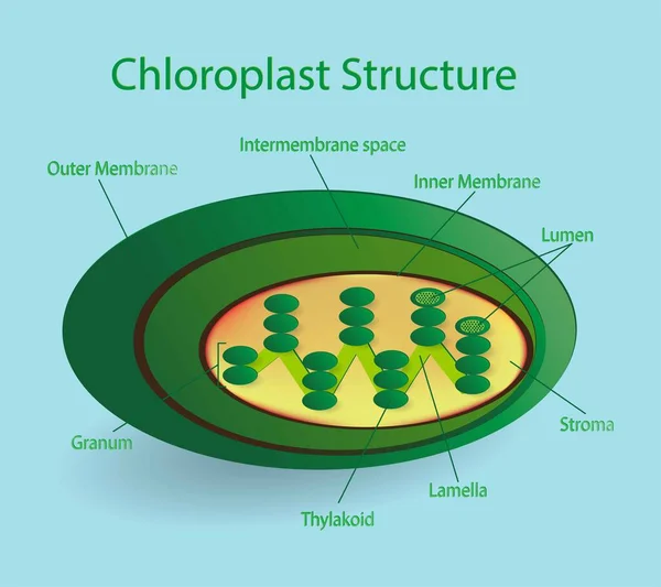 Ilustracja Biologii Struktura Chloroplastów Struktura Komórek Roślinnych Przekrój Szczegółowej Anatomii — Wektor stockowy