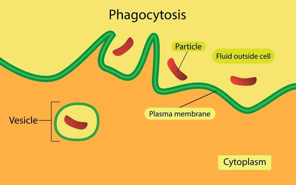 วอย างของช ทยา Phagocytosis อกระบวนการท เซลล มพลาสมาเพ อปนเป อนอน ภาคขนาดใหญ — ภาพเวกเตอร์สต็อก
