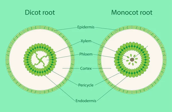 กษณะของช ทยา นโมโนคอท ออท ออทม ไตรโคม นโมโนคอทไม ไตรโคม ฟลอโลมและไซลาม — ภาพเวกเตอร์สต็อก