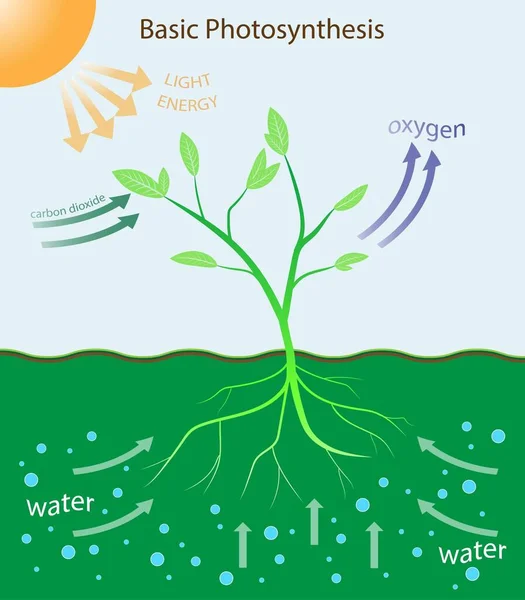 Illustration Der Biologie Photosynthese Lehrplakat Mit Dem Prozess Der Zellatmung — Stockvektor