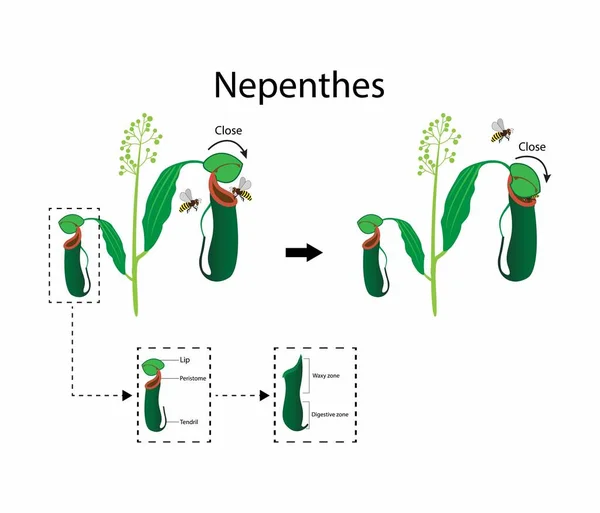 Ilustracja Biologii Nepenthes Jest Rodzajem Mięsożernych Roślin Znany Również Jako — Wektor stockowy