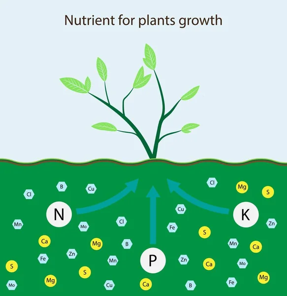 Illust Chemistry Biology Nutriente Para Crecimiento Las Plantas Papel Los — Archivo Imágenes Vectoriales