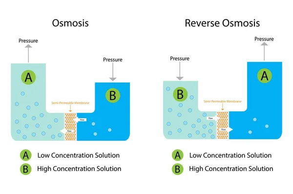 วอย างของเคม Osmosis และ Reverse Osmosis าละลายท านเย านจากส วนท — ภาพเวกเตอร์สต็อก
