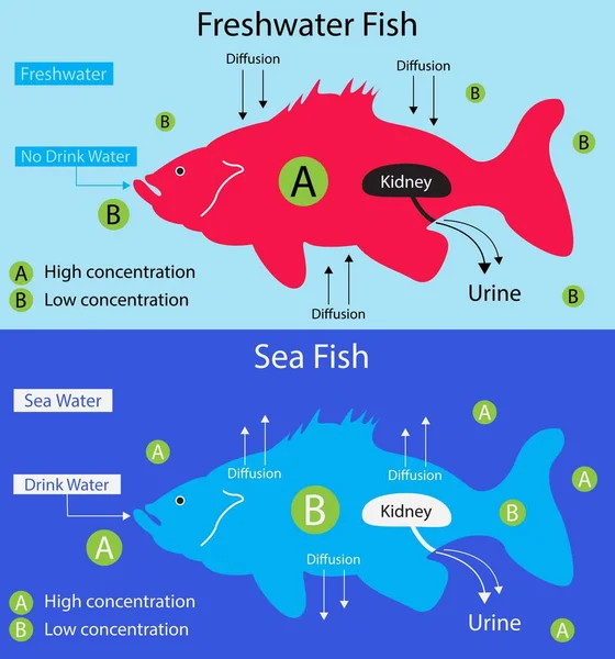 生物学のイラスト 淡水魚と海水魚の違い 川や湖には淡水魚が多く 海には海水魚がたくさんいます — ストックベクタ
