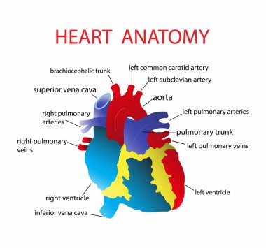 Tıbbi ve biyoloji, kalp anatomisi, insan kalp anatomisinin şeması, kalbe giden kan akışının yolu.