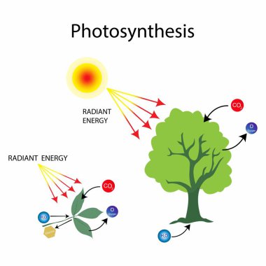 Biyolojinin çizimi, fotosentez, hücre solunumu ve yapraklı fotosentez döngüsü.