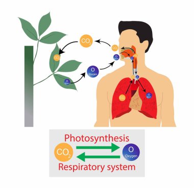 Biyoloji, İnsan Solunum Sistemi ve Bitkilerin fotosentezi, Hayvanlarla bitkiler arasında gaz alışverişi, İnsan gaz değişim sistemi