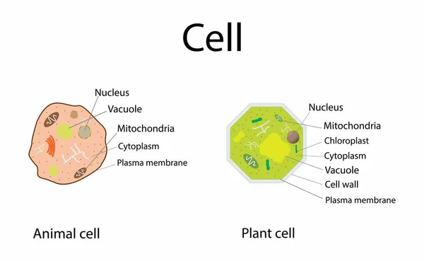 Illustration Biologie Cellules Végétales Cellules Animales Structure Cellulaire Végétale Avec — Image vectorielle